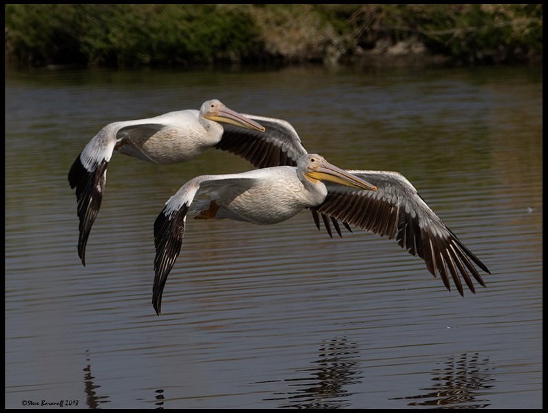 _8SB9631 american white pelicans.jpg